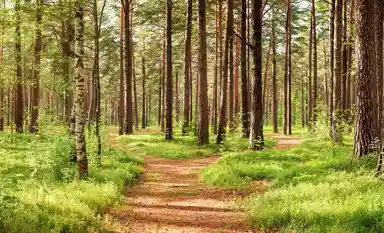 Une forêt avec un chemin